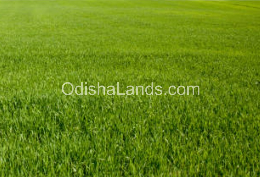 1 Acres of SC Land at Borapada Dhenkanal 